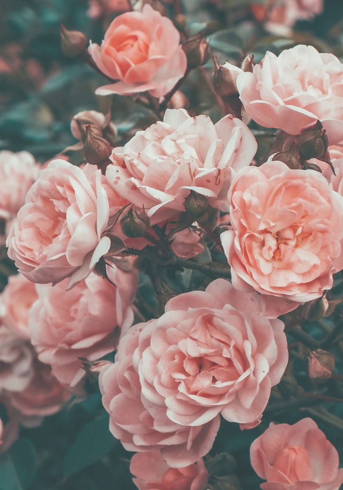 ssh rose 3 Sexual Self Healing