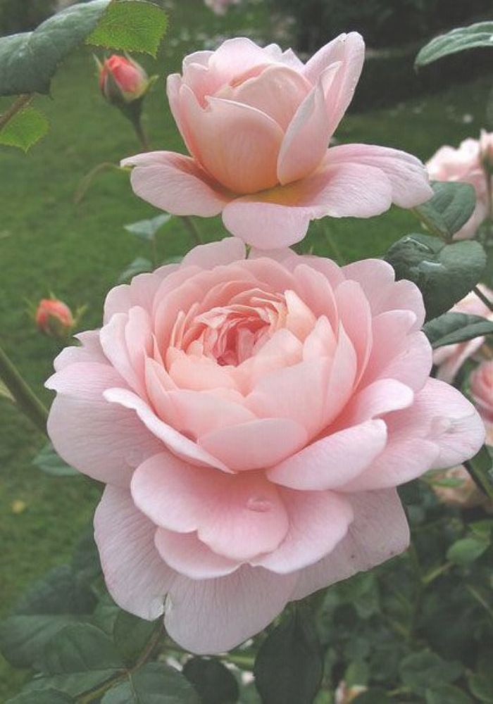 ssh rose 8 Sexual Self Healing